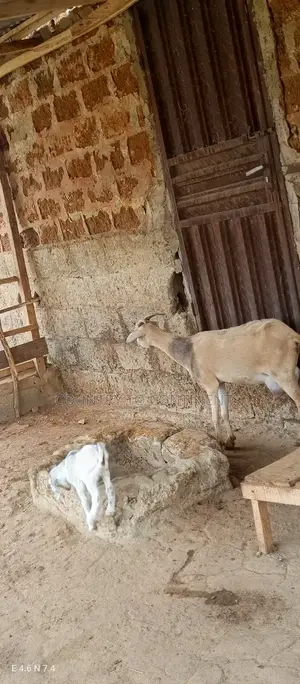 Sheep and Goats