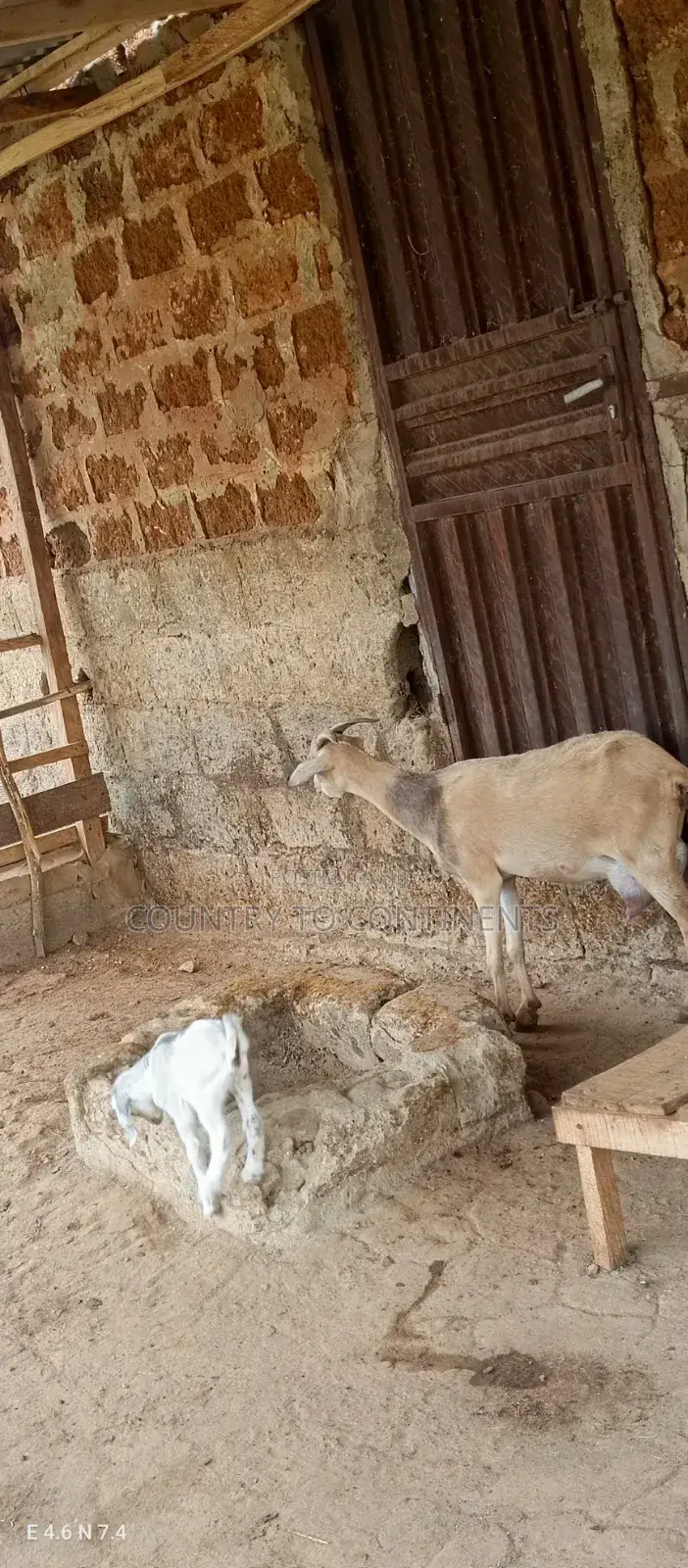 Sheep and Goats