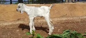 Sheep and Goats