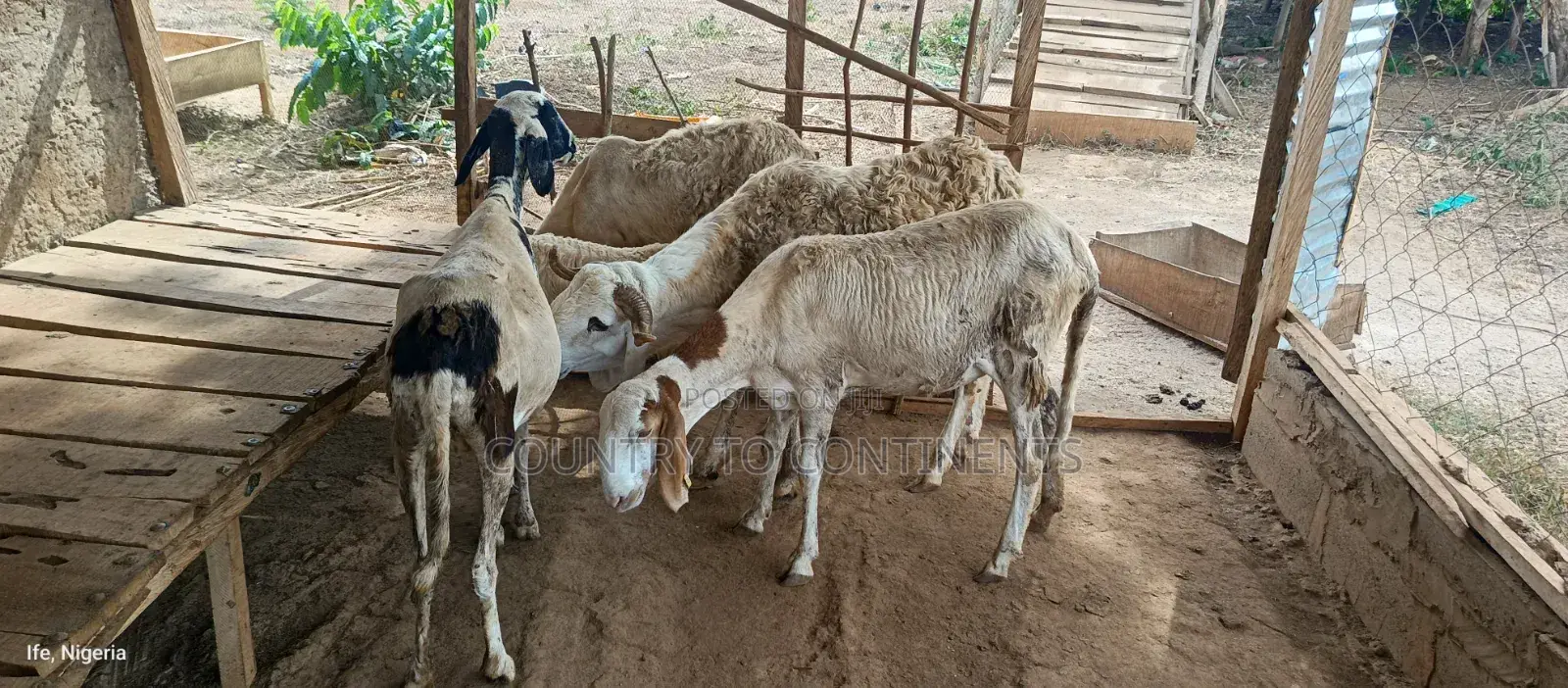 Sheep and Goats