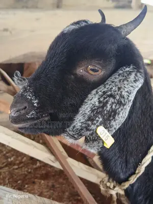 Sheep and Goats