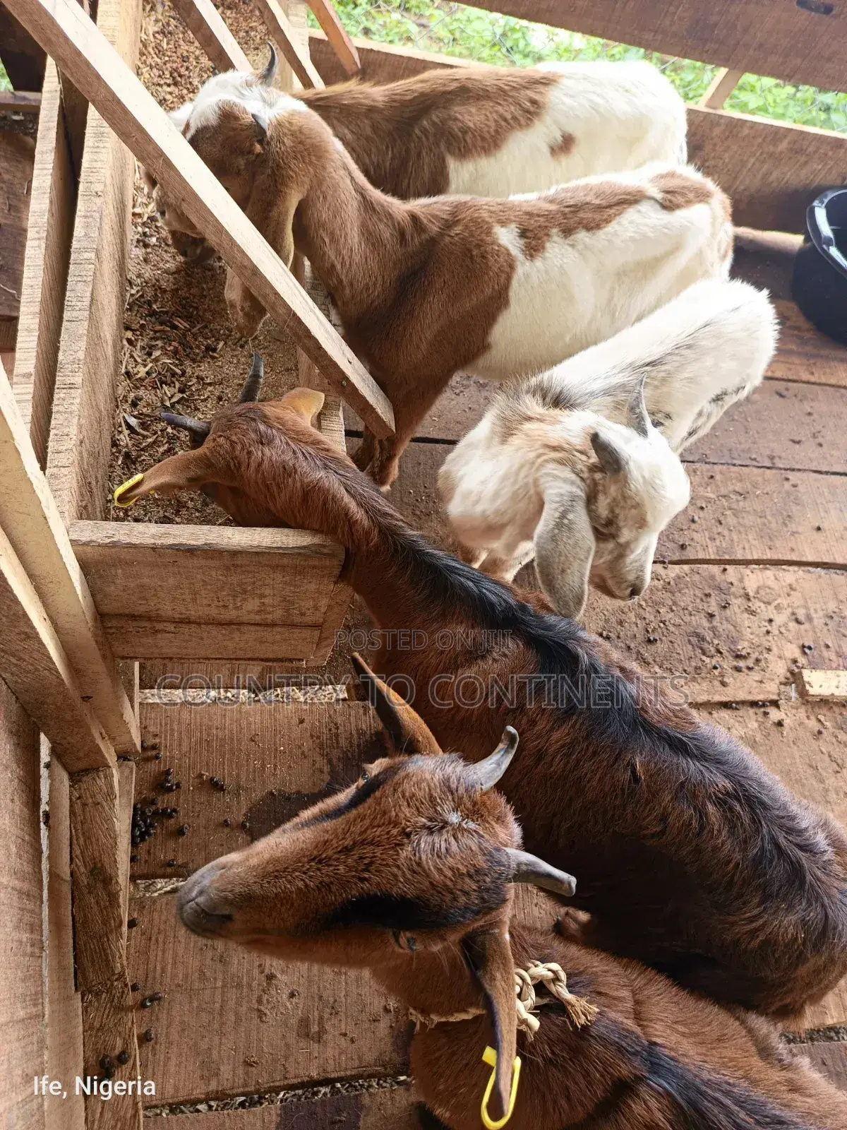 Sheep and Goats