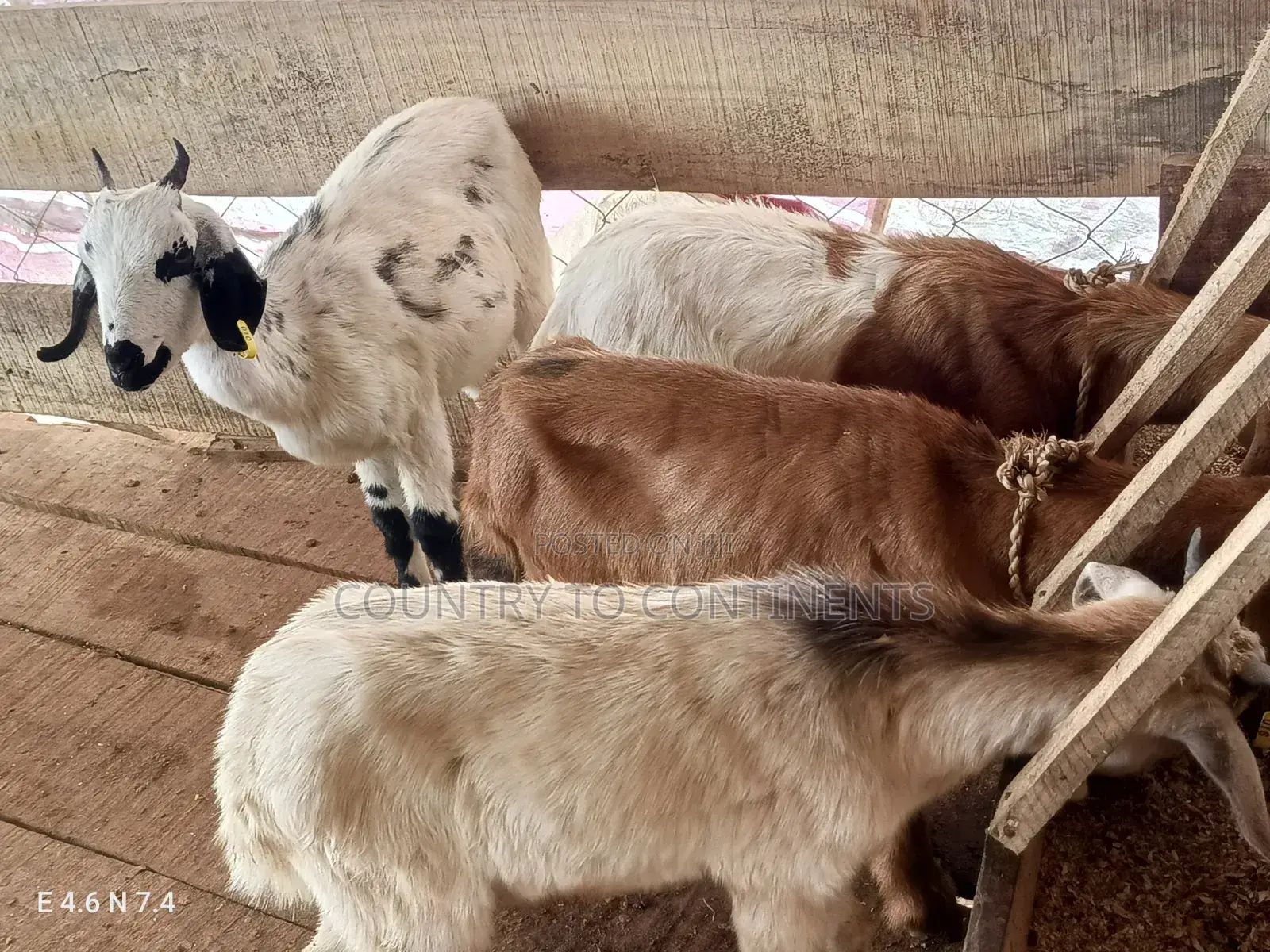 Sheep and Goats