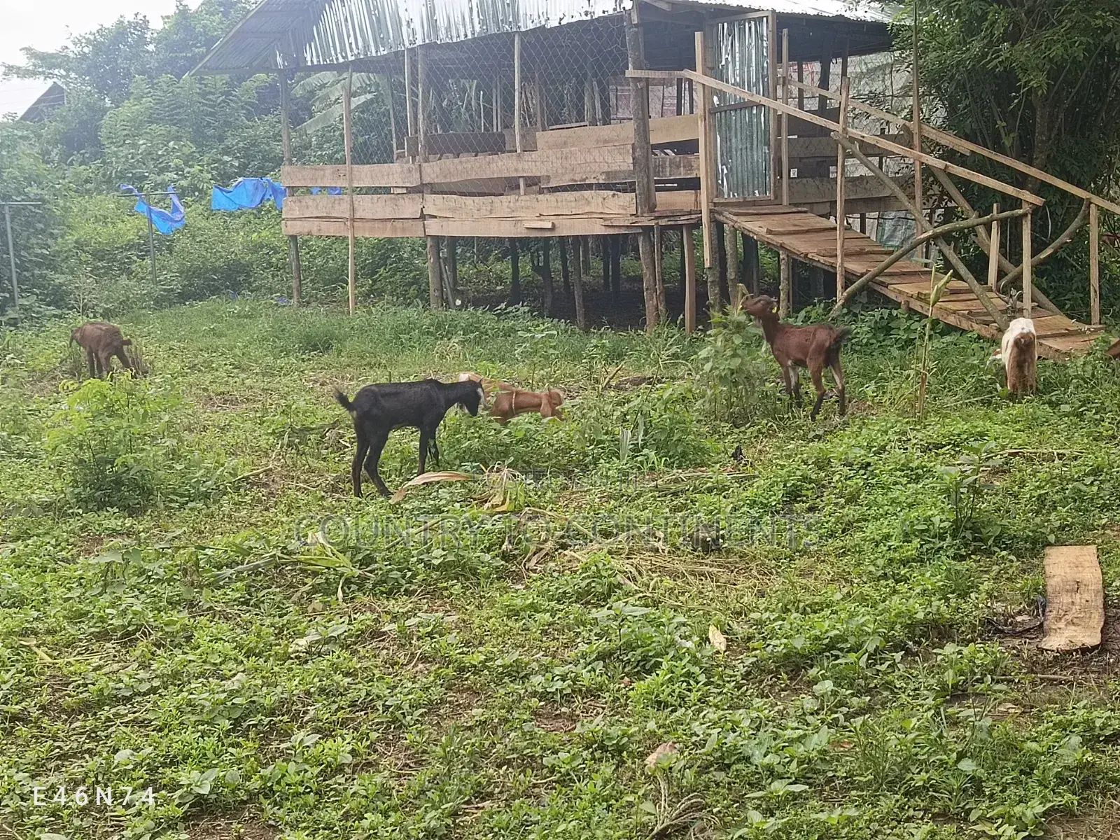 Sheep and Goats