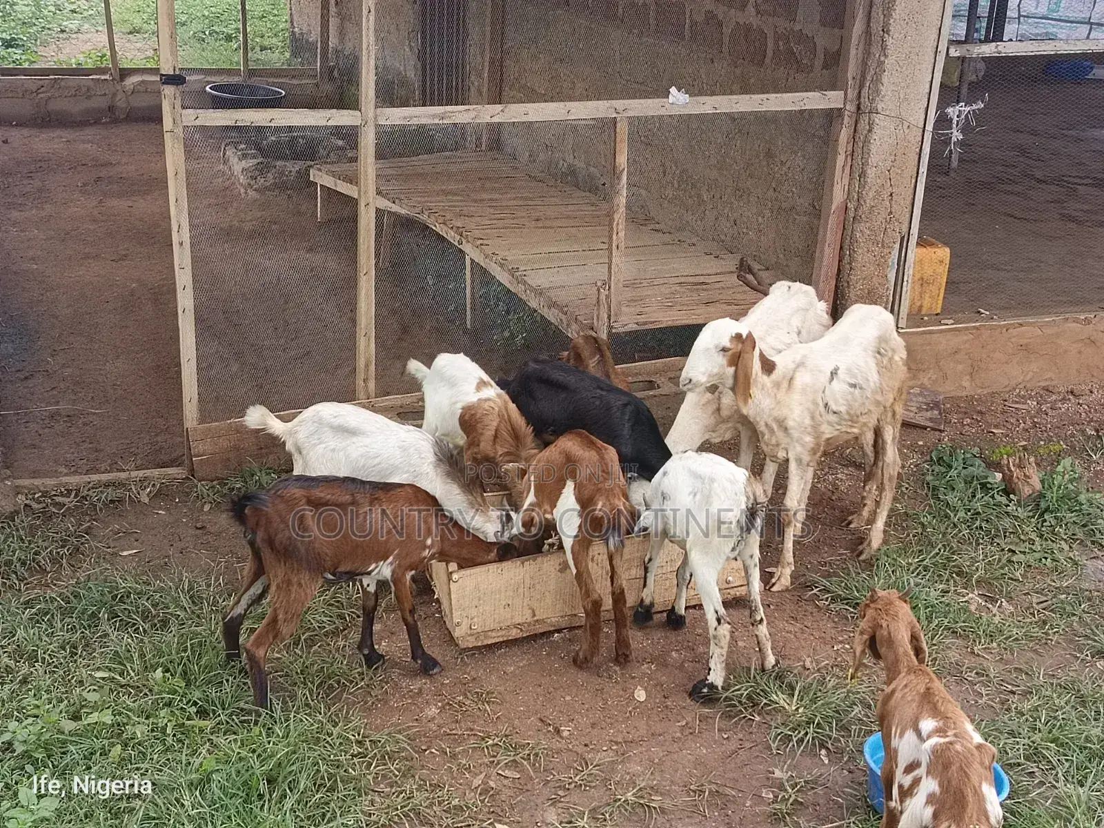 Sheep and Goats