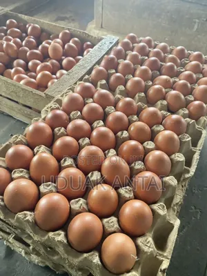 Poultry Eggs Supplied To Your Doorstep Without Hassle