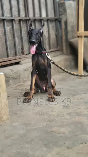 3-6 months Male Purebred Doberman Pinscher