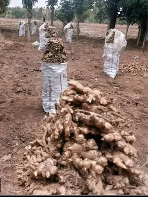 Original Nigerian Ginger