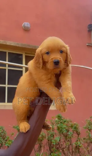 1-3 months Female Purebred Golden Retriever