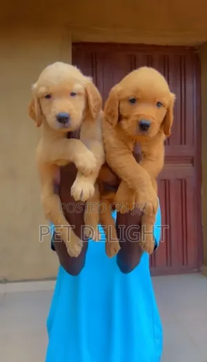 1-3 months Female Purebred Golden Retriever