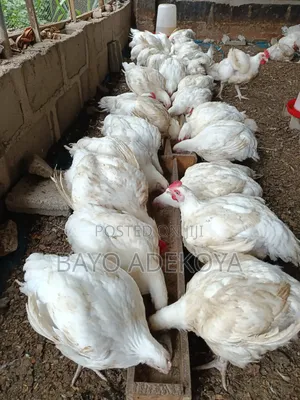 3.5/4kg Live Broiler Is Ready for Sale.