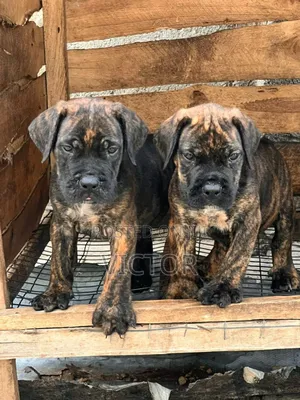 1-3 months Male Purebred Boerboel