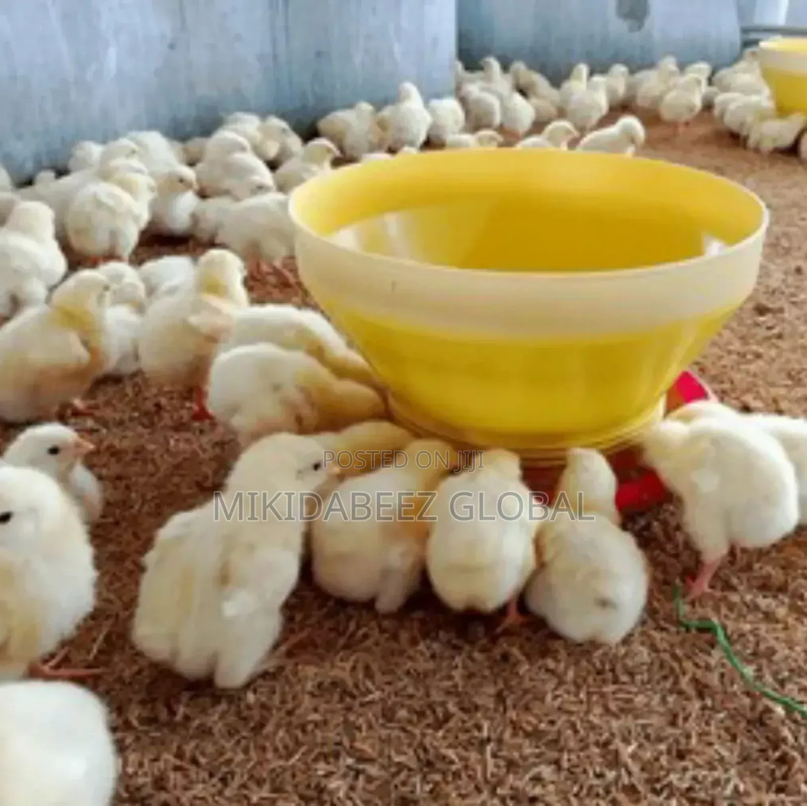 Day Old Chicks—Quality, Healthy, Vaccinated