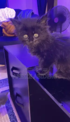 1-3 months Male Purebred Maine Coon