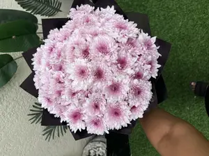 Fresh Chrysanthemum Flowers