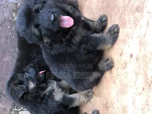 1-3 months Female Purebred German Shepherd