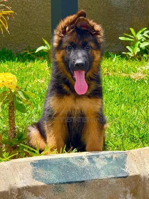 1-3 months Female Purebred German Shepherd