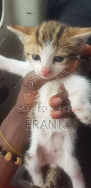 3-6 months Female Purebred Tabby