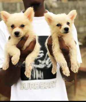 1-3 months Female Purebred American Eskimo