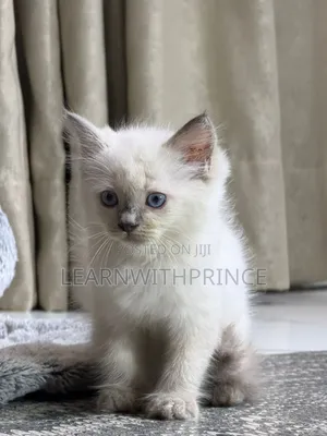 1-3 months Male Purebred Ragdoll