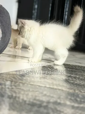 1-3 months Female Purebred Ragdoll