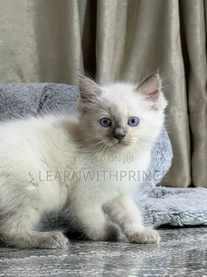 1-3 months Female Purebred Ragdoll