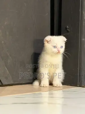 1-3 months Female Purebred Ragdoll