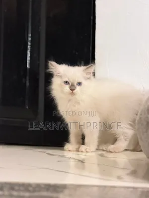 1-3 months Male Purebred Ragdoll