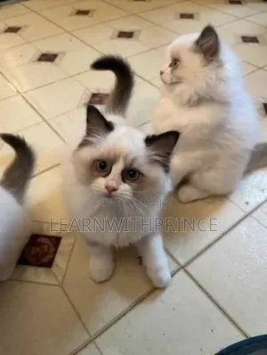 1-3 months Female Purebred Ragdoll