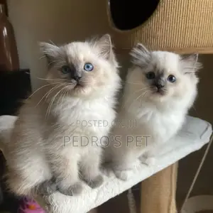 1-3 months Female Purebred Ragdoll