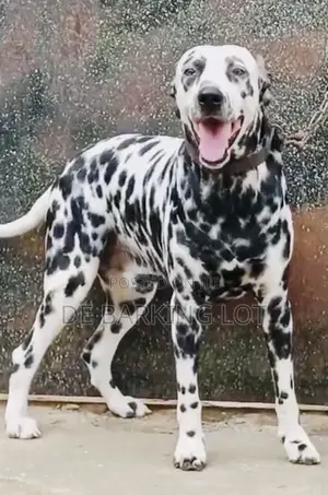 1+ year Male Purebred Dalmatian