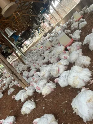 Poultry Farm for Lease at Akala Express Way Oluyole Extension