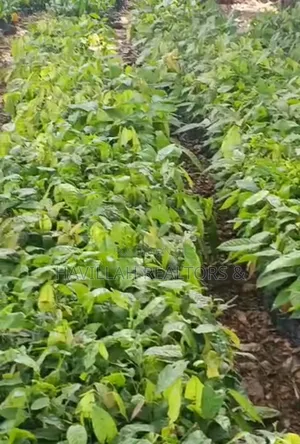 Palm Oil Investment (Owo Epo)