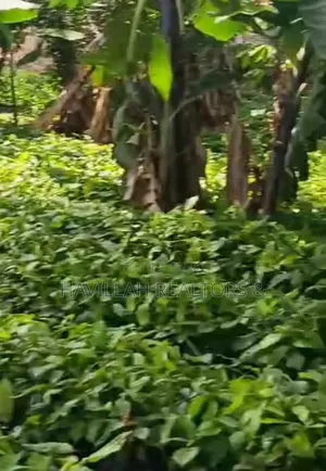 Palm Oil Investment (Owo Epo)