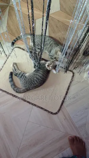 3-6 months Female Mixed Breed Cat