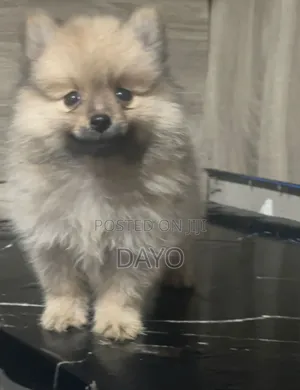 1-3 months Female Purebred Pomeranian