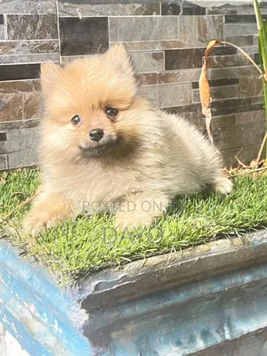 1-3 months Female Purebred Pomeranian
