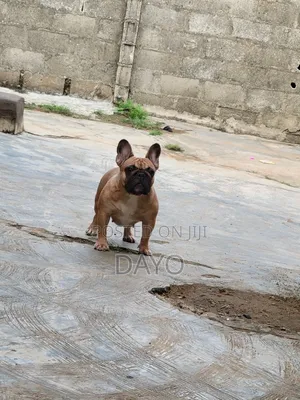 1+ year Female Purebred French Bulldog