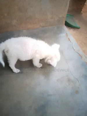 1-3 months Male Purebred American Eskimo