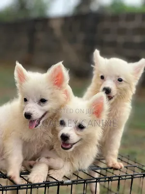 1-3 months Male Purebred American Eskimo