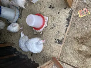 Very Big and Healthy Broiler