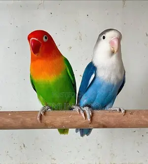 Love Birds Parrot