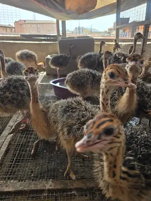 Ostrich for Sale