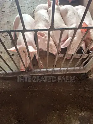 Affordable Pigs for Sale! Healthy Ready for Pickup.