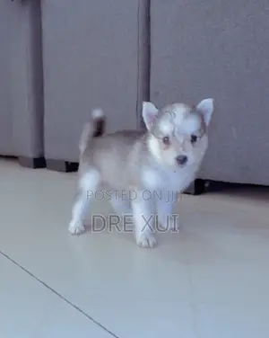 1-3 months Male Mixed Breed Siberian Husky