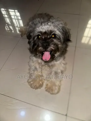 6-12 months Male Purebred Lhasa Apso