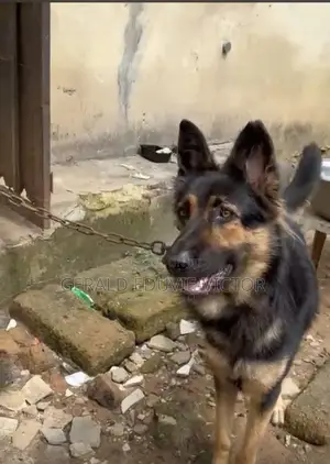 1+ year Female Purebred German Shepherd