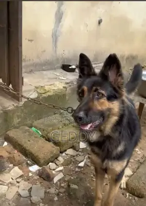 1+ year Female Purebred German Shepherd