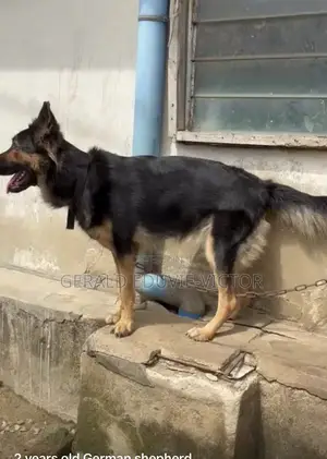 1+ year Female Purebred German Shepherd