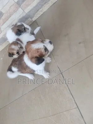 1-3 months Female Mixed Breed American Eskimo